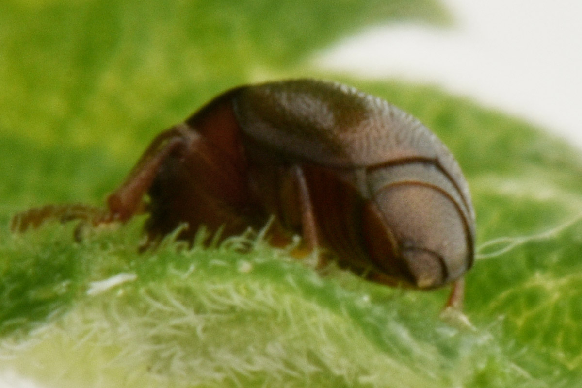 Kateretidae: Brachypterus sp? No, Heterhelus sp.